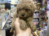 maltipoo oyuncu sevimli yavrular